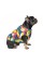 Жилет Pet Fashion «Spring» для собак, размер XS2, принт
