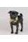 Комірець Pet Fashion «Bright» для собак, розмір S-М, жовтий