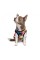 Борцовка Pet Fashion «Cool» для собак, размер XS2, с принтом