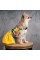 Сукня Pet Fashion «Sun» для собак, розмір M, жовта