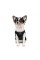Борцовка Pet Fashion «FBI» для собак, размер M2, черная