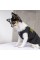 Борцівка Pet Fashion «FBI» для собак, розмір M2, чорна