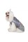Жилет Pet Fashion «Fashion» для собак, размер XS2, серый