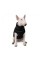 Жилетка для собак Pet Fashion «Big Boss» 2-XL (чёрная)