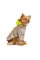 Ветровка Pet Fashion «Fresh» для собак, размер S, бежевая