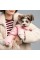 Костюм Pet Fashion «Judy» для дівчаток, розмір S2, пудровий