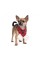 Шарф Pet Fashion «Happy» для собак, розмір M-XL, червоний