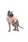 Светр Pet Fashion «Cat» для кота, розмір S, персик
