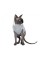 Светр Pet Fashion «Cat» для кота, розмір L, меланж