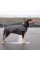 Жилет Pet Fashion «E.Vest» для собак, розмір XS, сірий