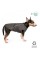 Жилет Pet Fashion «E.Vest» для собак, розмір S, сірий