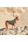 Жилет Pet Fashion «E.Vest» для собак, розмір M, сірий