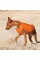 Жилет Pet Fashion «E.Vest» для собак, размер XS, оранжевый