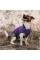 Жилет Pet Fashion «E.Vest» для собак, розмір XS2, фіолетовий
