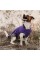 Жилет Pet Fashion «E.Vest» для собак, размер XS, фиолетовый