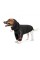 Худые Pet Fashion «Snoodie» для собак, размер SM, черный