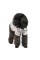 Сорочка Pet Fashion «Фенікс» для собак, розмір XS2, принт