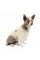 Костюм Pet Fashion «Флер» для собак, розмір M, пудровий