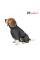 Комбінезон Pet Fashion «Cold» для собак, розмір XL, сірий