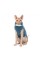 Свитер Pet Fashion «Cat» для кота, размер L, бирюза