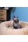 Лежак Pet Fashion «Soft» для котів, 48х48х17 см, бежевий