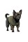 Дощовик Pet Fashion «Jimi» для собак, розмір M, зелений (лімітована серія)