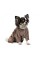 Костюм Pet Fashion «Soft» для собак, розмір XS2, коричневий (лімітована серія)
