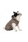Костюм Pet Fashion «PF Style» для собак, размер XS2, бежевый (лимитированная серия)