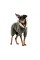 Костюм Pet Fashion «Alf» для собак, розмір XXS, хакі