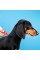Капли Provet Profiline для собак 20-40 кг, 4 пипетки по 3,0 мл (инсектоакарицид)