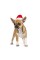 Ковпак Pet Fashion новорічний для собак, розмір S, червоний
