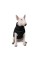 Жилетка для собак Pet Fashion «Big Boss» 2-XL (чёрная)