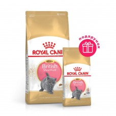 Сухий корм для кошенят породи британська короткошерста Royal Canin Kitten British Shorthair 2 кг + 400 г у ПОДАРУНОК ​​(домашня птиця)