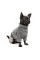 Костюм для собак Pet Fashion «Пунш» XXS