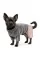Костюм для собак Pet Fashion «Пунш» XXS