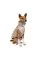 Жилет для собак Pet Fashion «Bright» M-2 (бежевий)