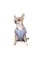 Бомбер Pet Fashion «Spike» для собак, размер XS, голубой