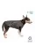 Жилет Pet Fashion «E.Vest» для собак, размер M2, серый