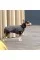 Жилет Pet Fashion «E.Vest» для собак, размер M2, серый