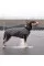 Жилет Pet Fashion «E.Vest» для собак, размер M2, серый