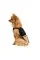 Платье Pet Fashion «Chic» для девочек, размер M, черная