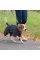 Дождевик Pet Fashion «Rain» для собак, размер SM, серый