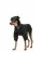 Толстовка Pet Fashion Ukraine для собак, розмір XS, чорна