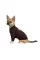 Толстовка Pet Fashion Made in Ukraine для собак, размер XS2, шоколадный
