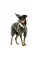 Костюм Pet Fashion «Alf» для собак, размер XS2, хаки
