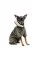 Костюм Pet Fashion «Alf» для собак, размер XS2, хаки
