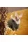 Костюм Pet Fashion «Alf» для собак, размер XS2, хаки