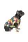 Жилет для собак Pet Fashion «Spring» принт ХXS